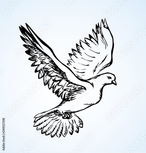 Vector illustration Flying dove