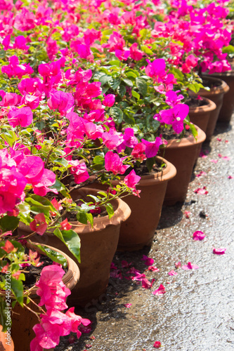 Pots of Bougainvilleas flower