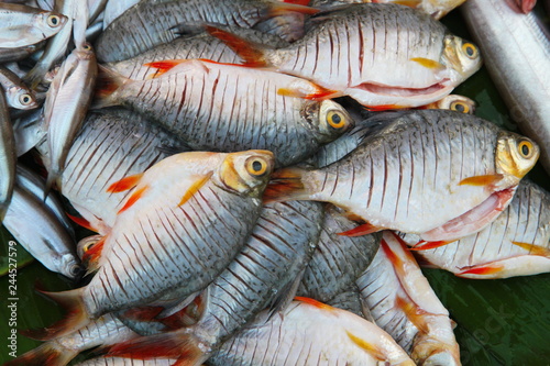 Fresh Raw Fish, Freshwater Fish, River Fish at Fresh market in Thailand