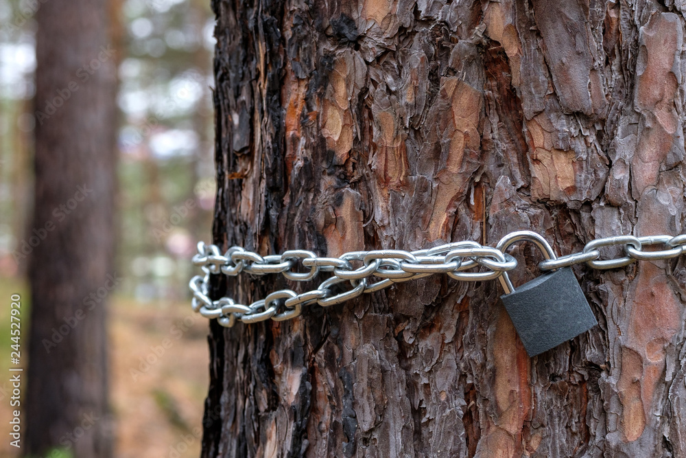 the trunk of a pine on which there is a chain and the hinged lock, a background the wood blurred on it the trunk of a pine on which there is a chain and the hinged lock, a background the wood blurred on it