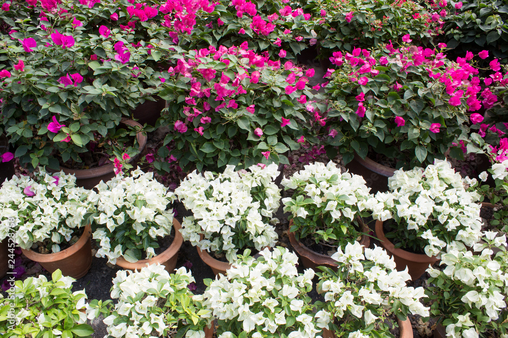 Pots of Bougainvilleas flower