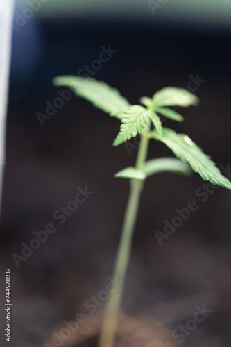 Small cannabis trees are growing on the ground, Used to study the treatment of diseases.