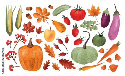 Autumn harvest set. Collection of ripe delicious vegetables, fresh fruits, berries, fallen leaves, acorns isolated on white background. Colorful elegant seasonal vector illustration in modern style.