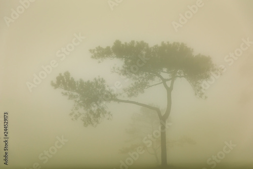 Blur background with tree and foggy  Alone tree with mist in forest