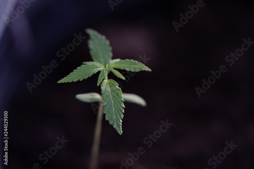 Small cannabis trees are growing on the ground, Used to study the treatment of diseases.