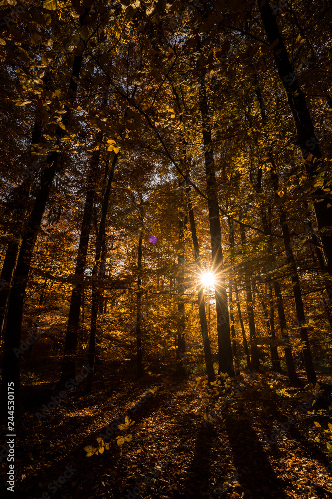 Herbstimpressionen 2018