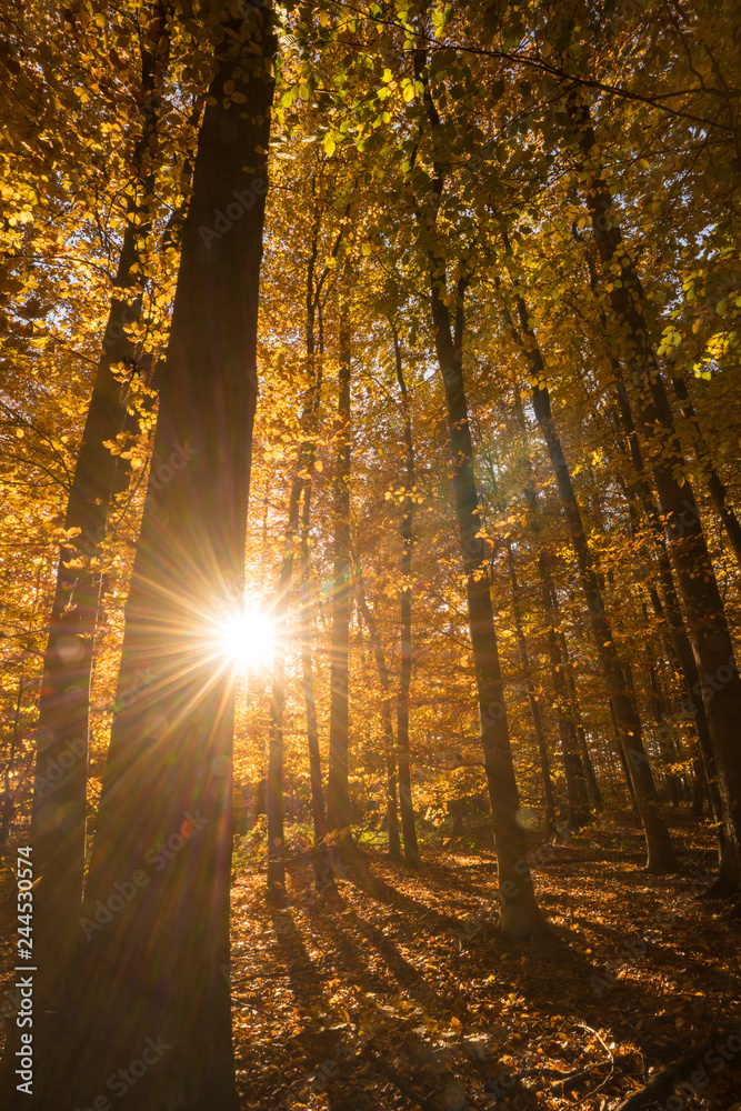 Herbstimpressionen 2018