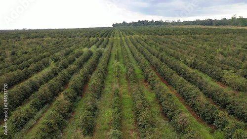 Wallpaper Mural Muang PakSong Coffee Plant Torontodigital.ca