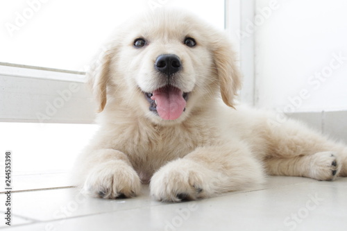 Handsome golden retriever puppy 