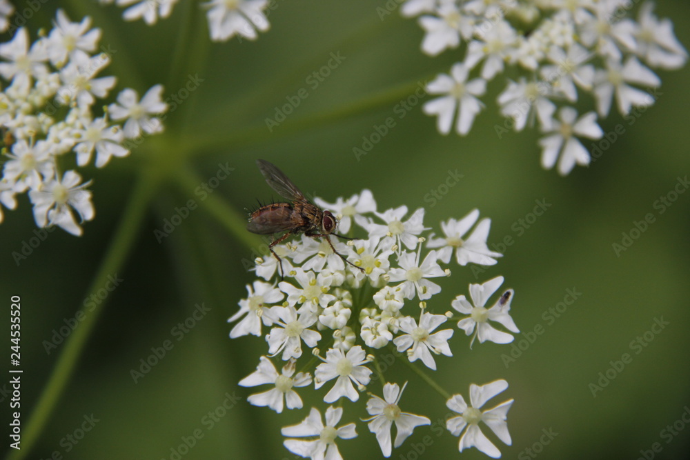 Bee on a white flower Bee on a white flower