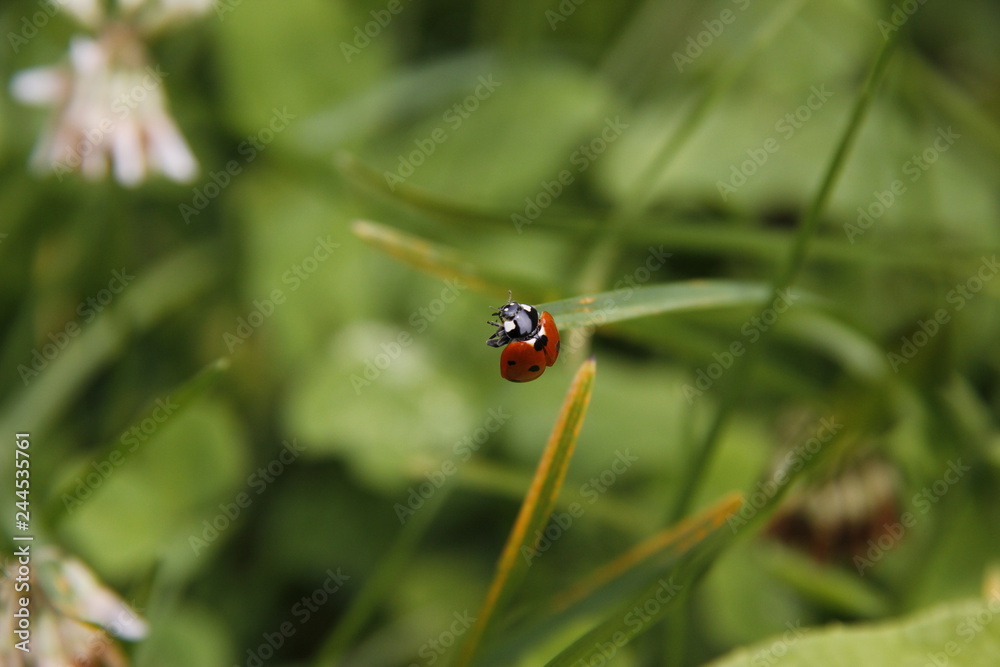 Ladybug preparing to take off Ladybug preparing to take off