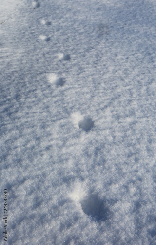 footprints on snow surface