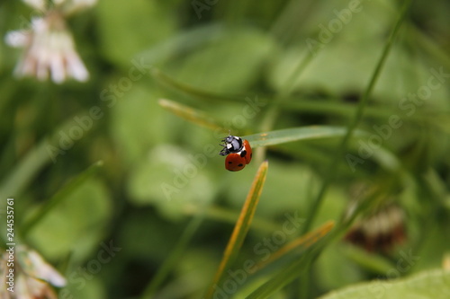 Ladybug preparing to take off