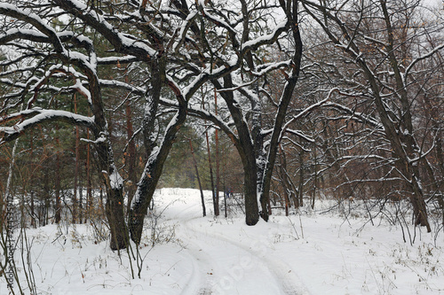 oak trees in winter forest © Pavlo Klymenko