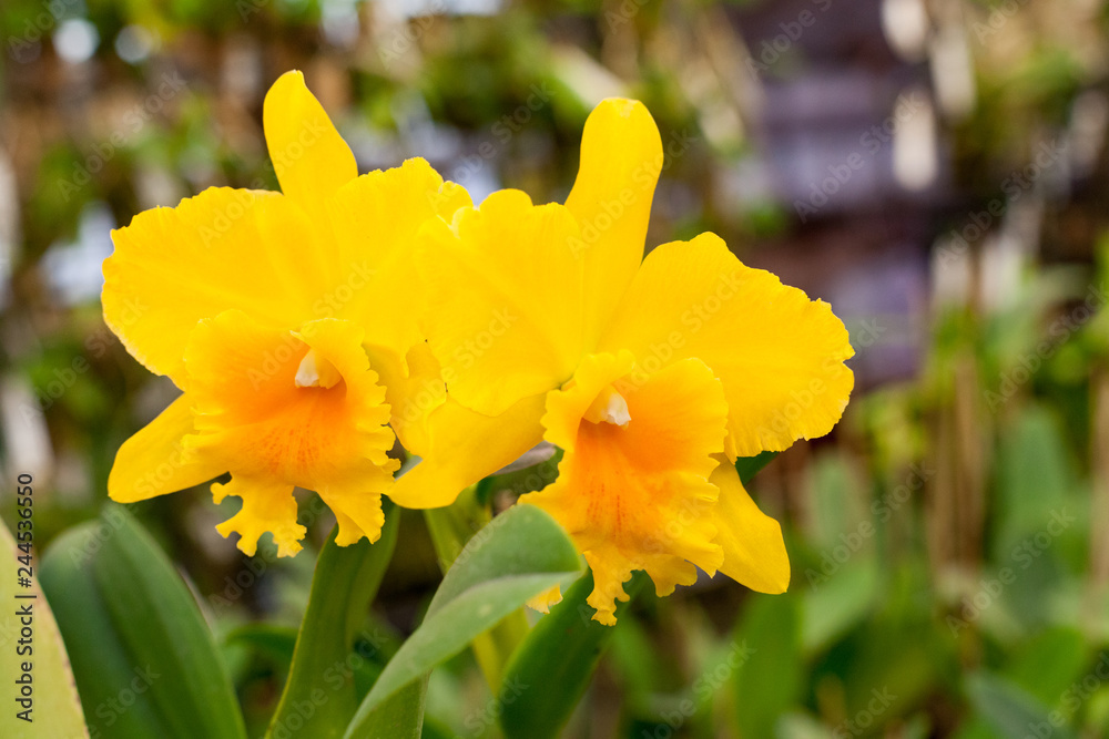Fototapeta premium Zamknij się piękna orchidea Cattleya