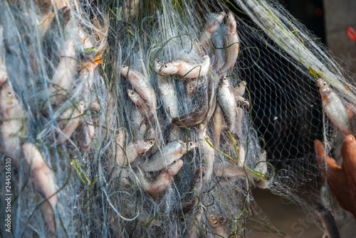 Fish caught in the nets, Fish caught in the nets from Thailand country