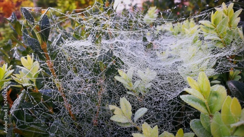 Spinnennetz mit Tautropfen II