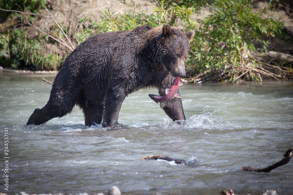 Fishing bear (ursus predator) close-up. Big bear grizzly stands with big salmon fish in the river n nature Fishing bear (ursus predator) close-up. Big bear grizzly stands with big salmon fish in the river n nature