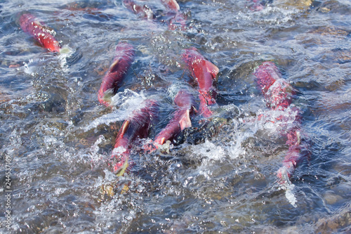 Bild auf Leinwand salmon fish spawning close-up