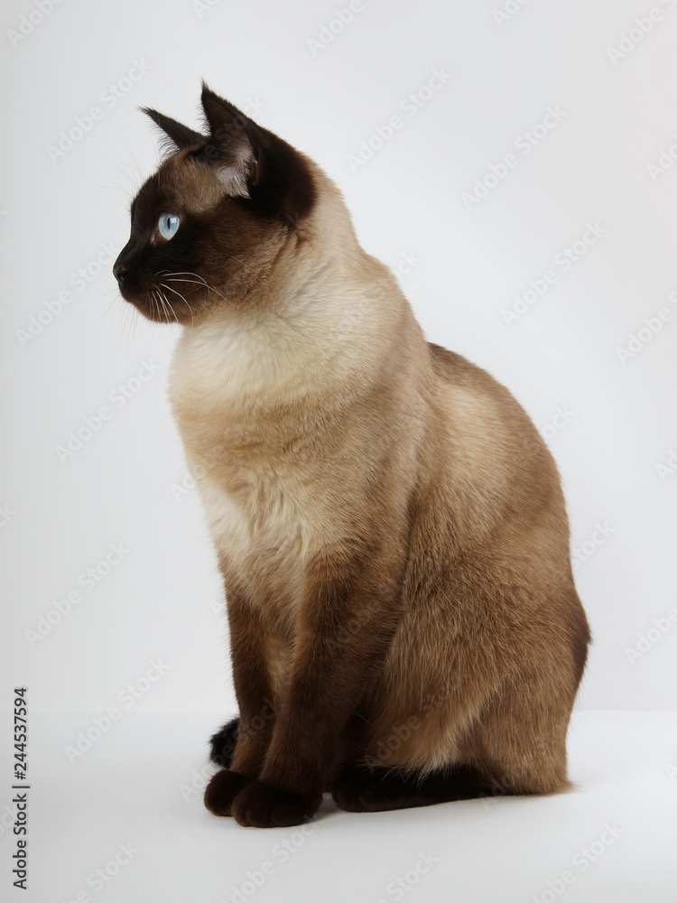 side view of a siamese cat in seal point with blue eyes                              