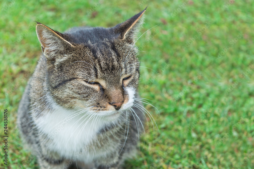 Close-up of a cat  rest on the grass