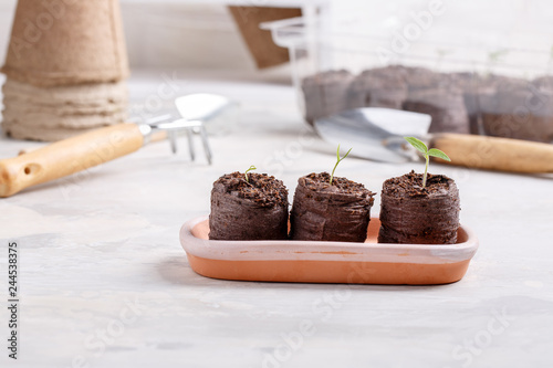 Young seedling sprouts in the peat tablets. Gardening concept.