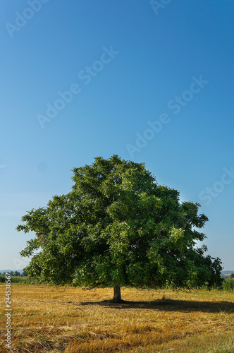 Lonely big walnut tree with a large crown stands in the field.