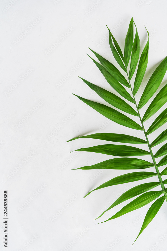 Fototapeta premium Palm tropical leaf on concrete light surface with copy space, flat lay. Spa concept