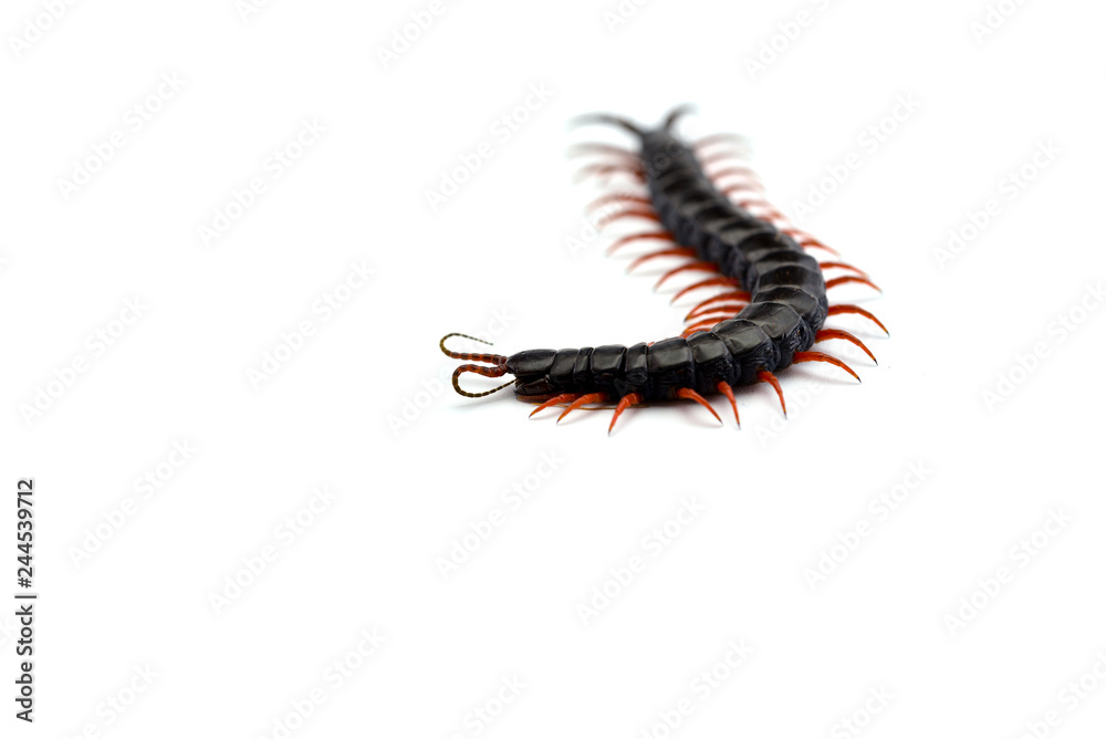Giant centipede isolated on white background Giant centipede isolated on white background