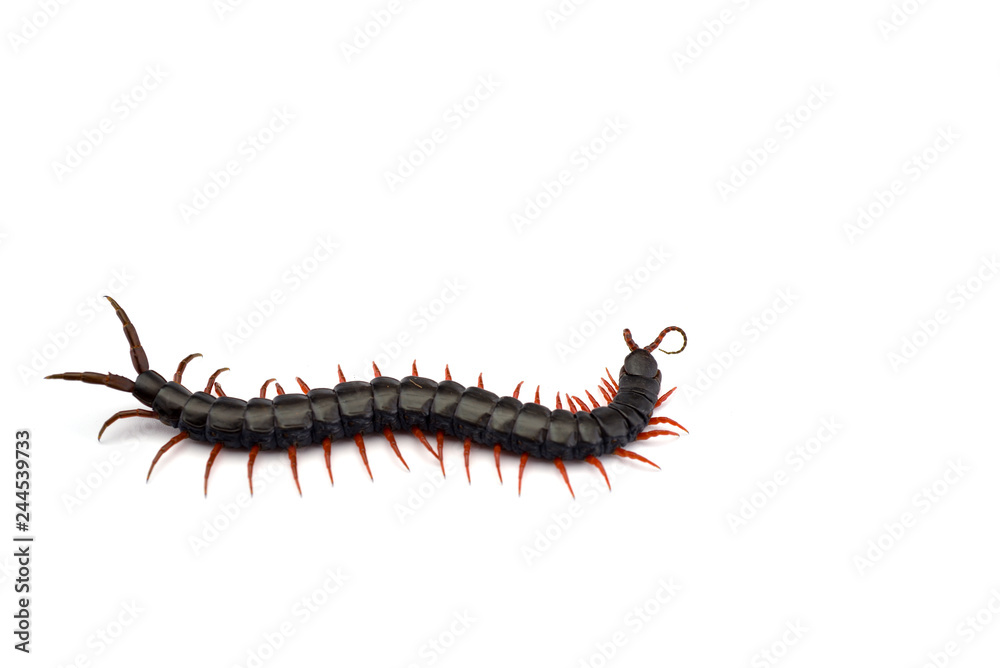 Giant centipede isolated on white background Giant centipede isolated on white background