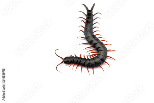 Giant centipede isolated on white background © Dmitry