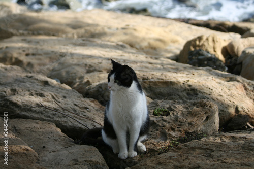 Cat sitting on the rocks