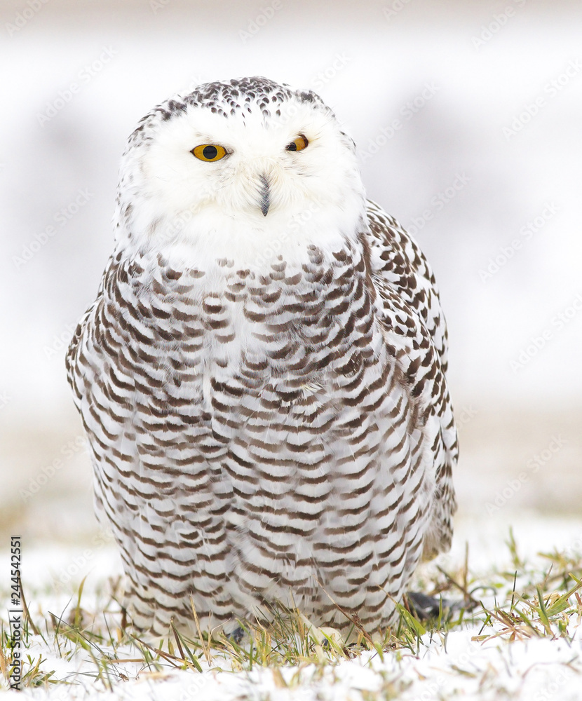 Detailed view of a young female of a snowy owl with dark spots of its plumage standing on the meadow covered with snow Detailed view of a young female of a snowy owl with dark spots of its plumage standing on the meadow covered with snow