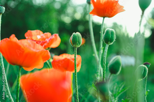 Foto flowering poppies
