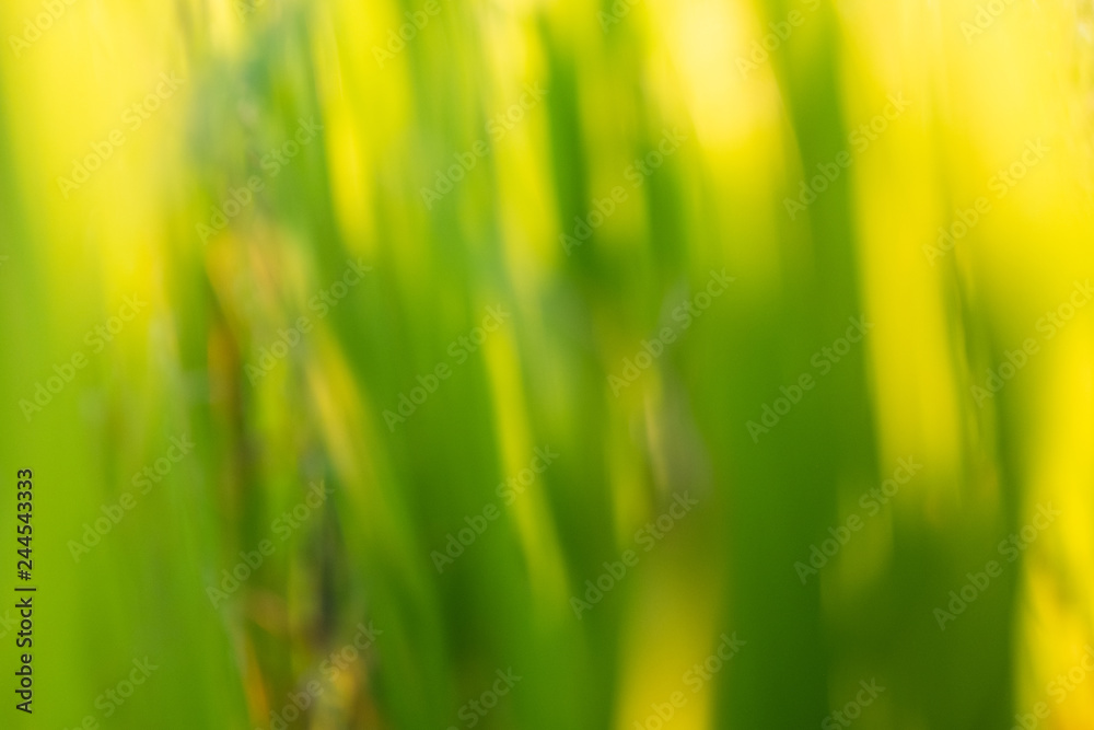 Abstract Blurred Close up Rice paddy field background in sunrise time, at chiang mai thailand