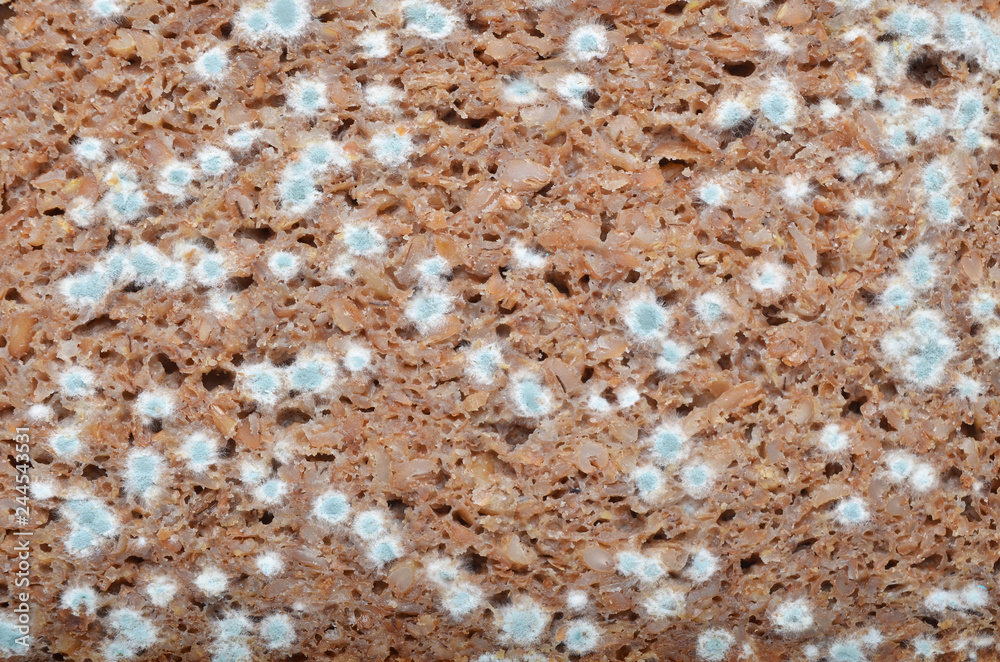 Moldy bread closeup Moldy bread closeup