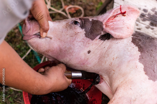 pig slaughtering in rural photo