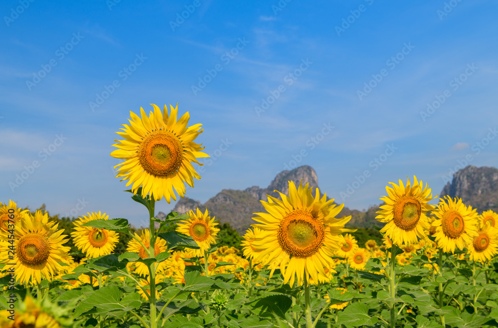 Obraz premium Sunflowers flower in farm and blue sky