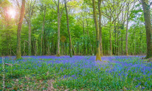 Fototapeta Naklejka Na Ścianę i Meble -  Beautiful spring landscape: blooming wild hyacinths in the spring forest