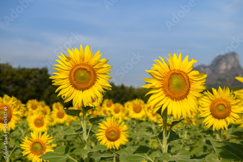 Sunflowers flower in farm and blue sky