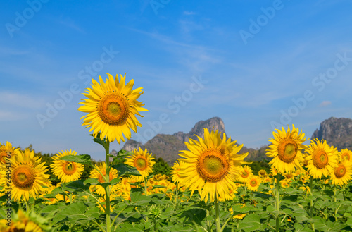 Sunflowers flower in farm and blue sky