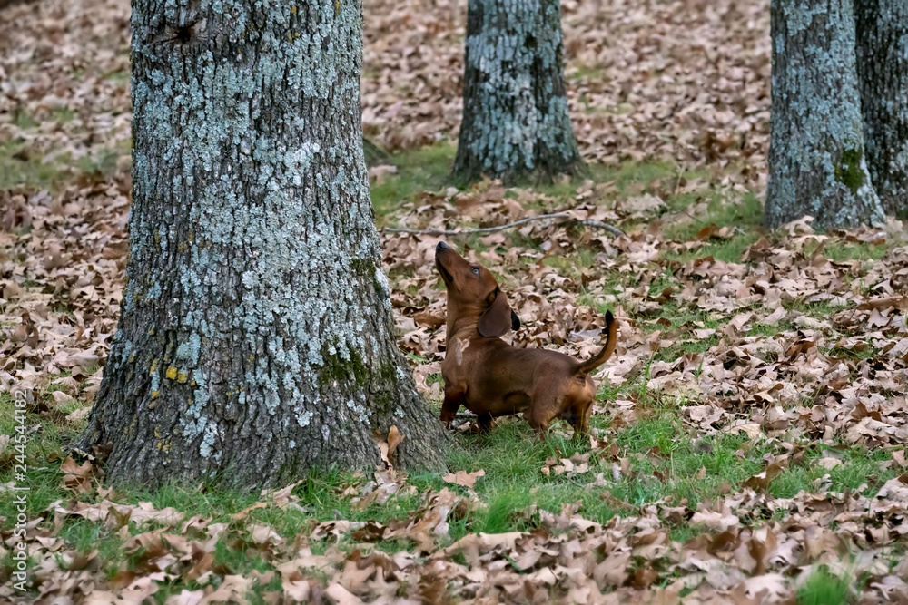 Wiener / dachshund dog on the hunt for prey (chasing that squirrel) Wiener / dachshund dog on the hunt for prey (chasing that squirrel)