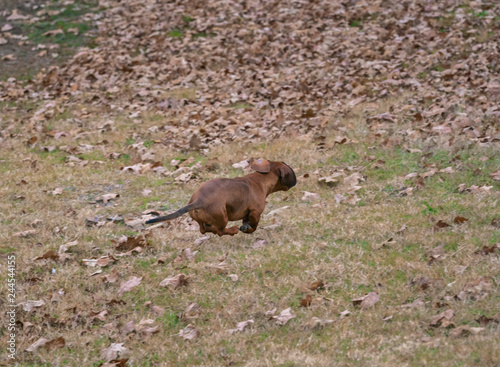Wiener / dachshund dog on the hunt  running in the field  photo