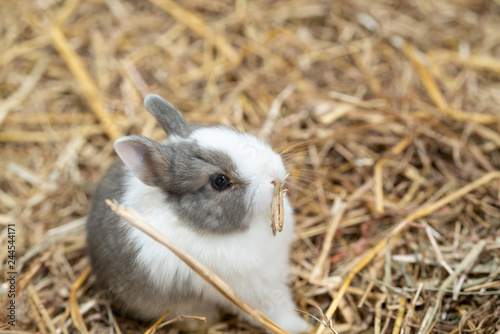 Netherland Dwarf rabbit is one of the smallest rabbit breeds. Its popularity as a pet or show rabbit may stem from its neotenic appearance. photo