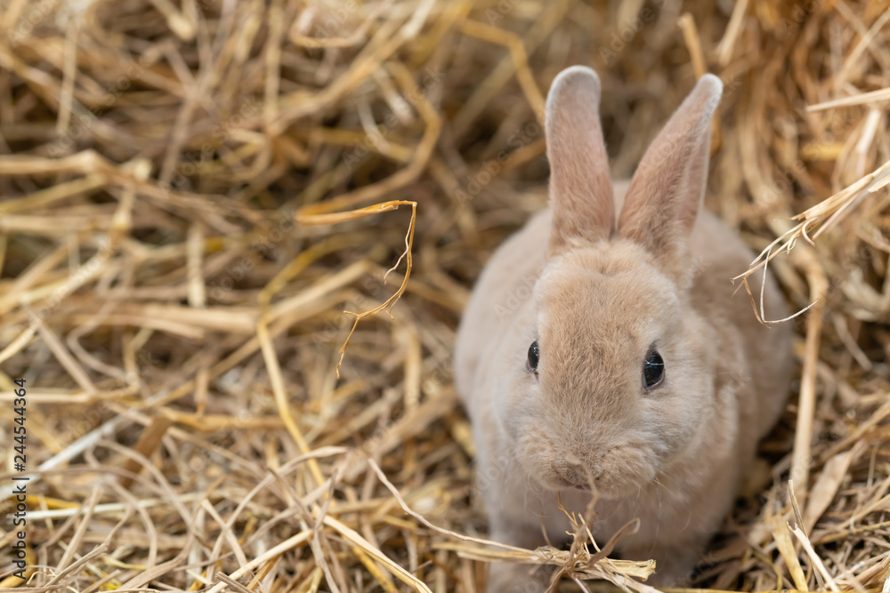 Obraz premium Mini Rex is a breed of domestic rabbit that was created in 1984 in Florida. The Rex mutation, derived in France in the 19th century, They weigh from 3.5 to 4.5 pounds when fully grown. 