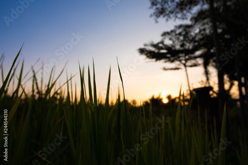 Rice paddy field silhouette landscape background in sunset time  at chiang mai thailand