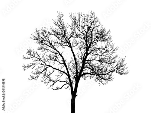 The isolated shape of bare tree in the white background