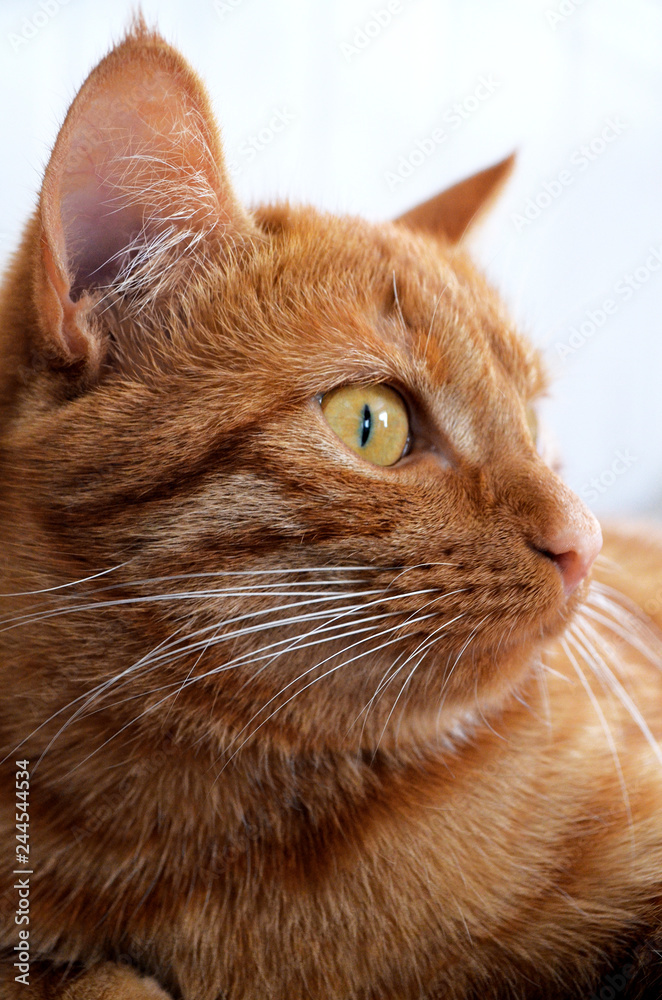 Orange cat attentively looks with yellow eyes in a side.