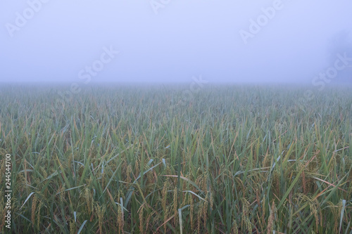 Rice paddy field with fog landscape background in morning time  at chiang mai thailand