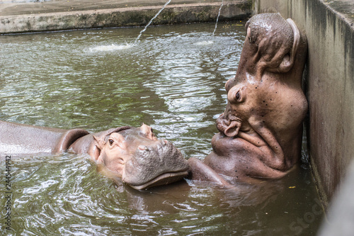 Hippo in the zoo